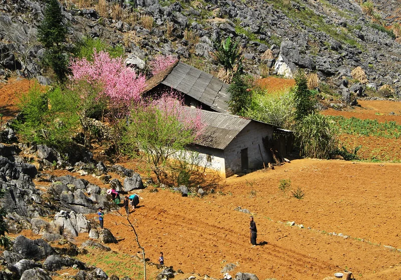 A blooming peach tree beside a stone house sits among rocky terraces and plowed red soil in the Dong Van Karst Plateau, Ha.