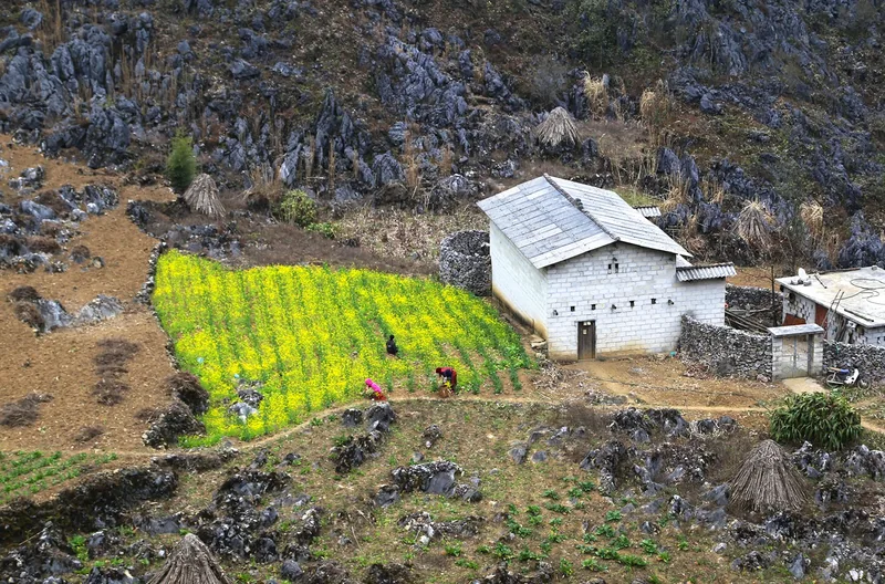 Villagers tend a yellow flower field beside a stone house amid the karst rocks of Dong Van Plateau, Ha Giang.