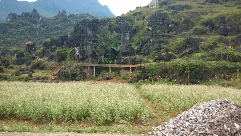 Buckwheat flower fields bloom below jagged limestone karsts in Ha Giang province.