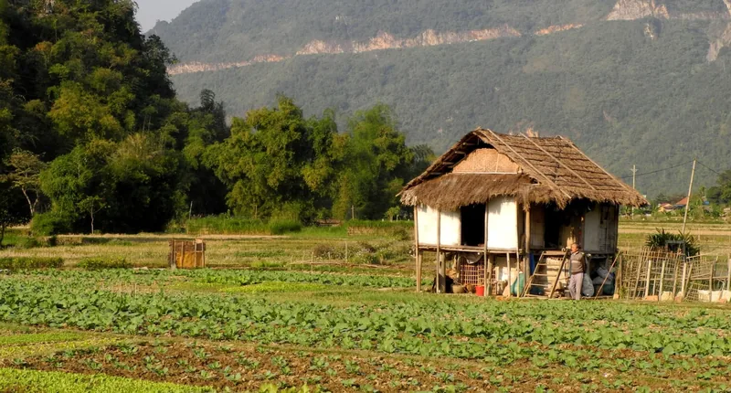 A thatched-roof stilt house sits among green vegetable fields with limestone mountains behind it in Mai Chau.
