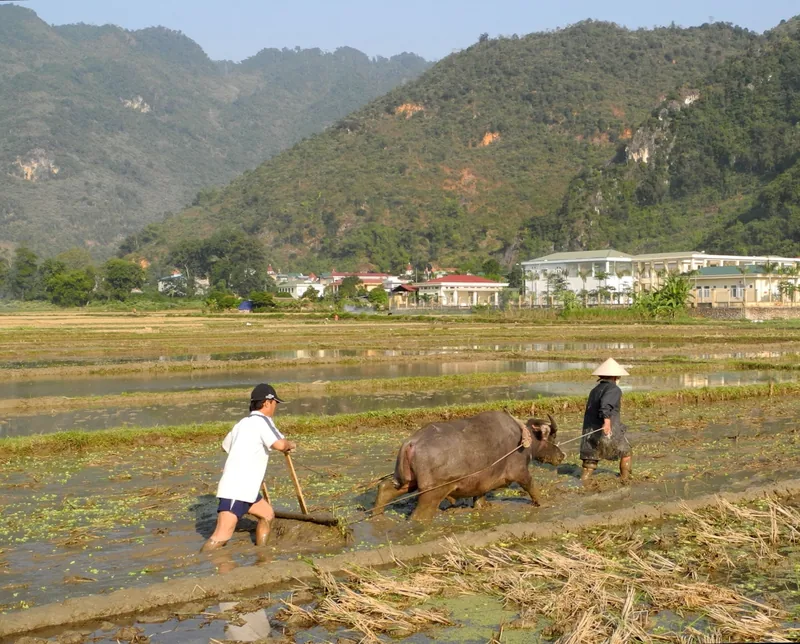 Farmers guide a water buffalo to plow a flooded rice field against the mountains of Mai Chau valley. Farmers guide a water buffalo to plow a flooded rice field against the mountains of Mai Chau valley.