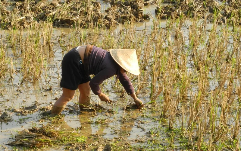 A farmer wearing a conical hat bends over to work in a muddy rice paddy in Mai Chau. A farmer wearing a conical hat bends over to work in a muddy rice paddy in Mai Chau.