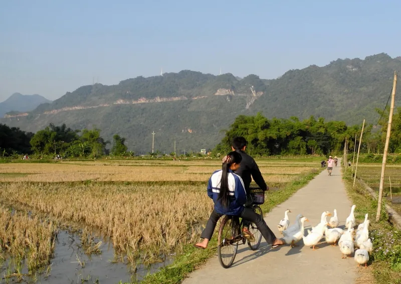 Two people ride a bicycle past a flock of ducks on a rural path through rice fields in Mai Chau. Two people ride a bicycle past a flock of ducks on a rural path through rice fields in Mai Chau.