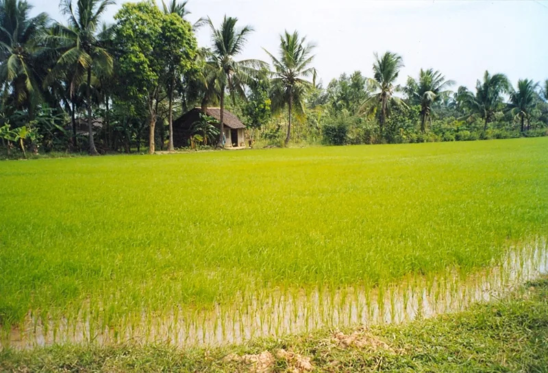 A thatched-roof house sits among coconut palms beside a lush green rice paddy in Cai Mon village, Mekong Delta.